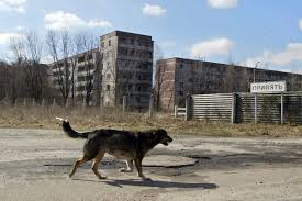 Depuis, les animaux et végétaux contaminés, réels ou fantasmés, font parler. Chernobyl Nuclear Accident Strange Events That Happened Afterward