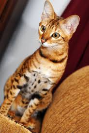 Bengal cats are hybrids of domestic cats and asian leopard cats. Serengeti Cat A Bengal Mixed With A Oriental Shorthair A Bengal Is An Asian L Orientalshorthair Savannah Mamalia