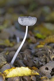 Image result for Coprinus lagopus