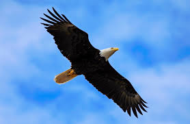Kepala burung rajawali png gambar burung. Wallpaper Accipitriformes Burung Rajawali Burung Buas Elang Botak Paruh Fauna Langit Margasatwa Buzzard Sayap Burung Bangkai Bulu Condor Elang Layang Layang Ekoregion Stock Photography 3832x2494 904746 Hd Wallpapers Wallhere