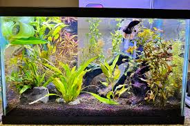 Ember Tetra: Expert Care & Tank Set Up Guide For Beginners