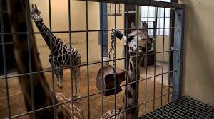 Here you have some of them: Animal Rights Activists Score Win At Barcelona Zoo Abc News