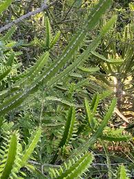 Image result for Euphorbia persistentifolia