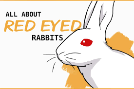 Red eyed rabbits occur as a result of albinism. Why Do Some Rabbits Have Red Eyes