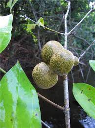 Image result for Strychnos mellodora