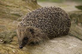 Woodland Wonder Hedgehog Wildlife Gardening Forest Garden