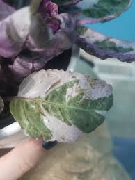 It can also be found it other warm tropical areas such as florida. I Just Got This Snow White Waffle Plant His Brown Stuff On A Few Of The Leaves Is It Diseased How Do I Help Stop It Plantclinic