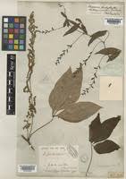 Image result for Dioscorea quartiniana