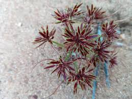 Image result for Cyperus cuspidatus