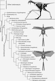 Yi Qi Ee Chee Xu Zheng Sullivan Wang Xing Wang Zhang O Connor Zhang Amp Pan 2015 Doi 10 1038 X2f N Paleontology Wings University Of Alberta