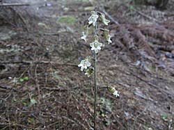 Image result for Gastrodia rwandensis