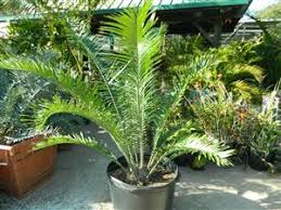 Image result for Encephalartos villosus