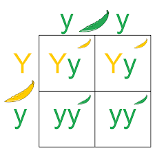 In other words, it can tell you if you will or will not. Why Are Punnett Squares Useful In Genetics Example