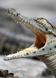 31 Facts About Africa S Nile Crocodile Crocodylus Niloticus Nile Crocodile Crocodile Animals