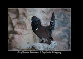 Tiur spiller egenkomponert musikk som baserer seg på sterke komposisjoner i bunn. Tiur I Spill Med Brusende Hals Engelsviken Utstopping Facebook