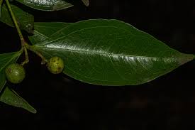 Image result for Strychnos henningsii