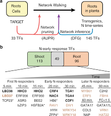 network walking charts transcriptional dynamics of nitrogen