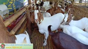 Oleh berpendidikandiposting pada 8 agustus 2019. 0815 7804 5670 Kursus Ternak Kambing Jogja May 2021