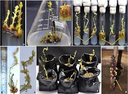 Image result for Alectra parasitica