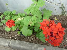 Image result for Pelargonium