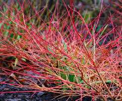 Image result for Cornus