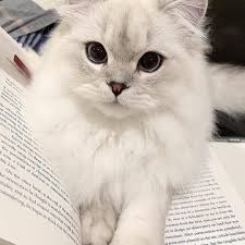 Cute Cats Of Instagram On Instagram How Adorable 1 10 From Didi Boba Submit Your Cat S Photo Cutest Animals On Earth Cute Cats And Kittens Cute Cats