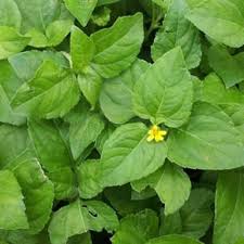 Image result for Calyptocarpus vialis