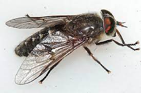 Horse Flies Clegs And Deer Flies Tabanidae Identification Images Ecology