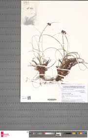 Image result for Cyperus tenax