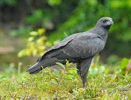 Pin On Bird Species