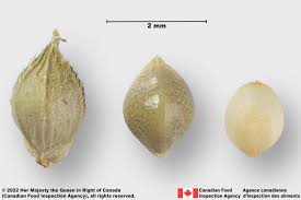 Image result for Echinochloa colona