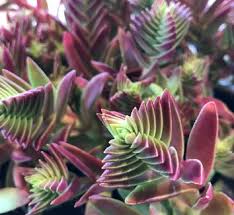 Image result for Crassula alsinoides