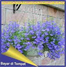 Maybe you would like to learn more about one of these? Benih Bunga Lobelia Blue Bunga Klasik Untuk Keranjang Pot Gantung Lazada Indonesia