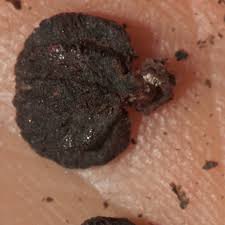 Image result for Psychotria djumaensis