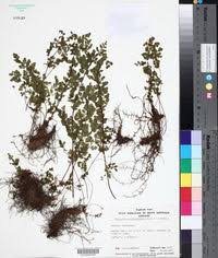 Image result for Cheilanthes botswanae