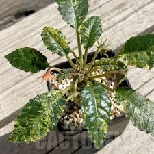 Image result for Dorstenia dinklagei