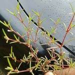 Image result for Portulaca foliosa