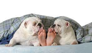 Why Does My Dog Lick My Legs All The Time Answered