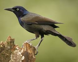 Midwest Birds With Yellow Feathers Common Grackle Grackle Birds Black Bird