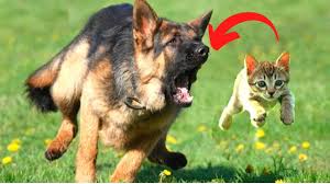 Browse and share the top german shepherd friend gifs from 2020 on gfycat. Can German Shepherds Stay With Cats Are They Good With Cats Youtube