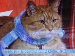 bob on this morning street cat bob orange tabby cats cats and kittens