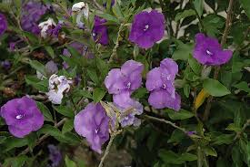 Image result for Brunfelsia pauciflora