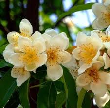 Image result for Tristachya superba