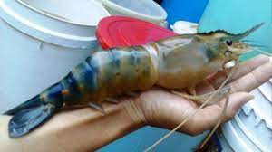 Cek aneka rekomendasi bibit udang terlengkap & terbaik lainnya. Harga Udang Galah Per Kg Terbaru Juli 2021 Hargabulanini Com