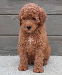 If you would like to reserve one of our dallas multigenerational australian labradoodle puppies for sale, you would send us your deposit and signed on the day the pups are ready to go home, those that have reserved a spot in that litter will then choose their puppy in the order their reservation was. Clyde F1b Red Male Medium Labradoodle Puppy For Sale In Archbold Ohio Classified Americanlisted Com