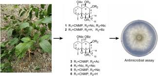 Image result for Hippocratea buchananii