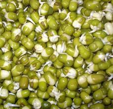 Image result for Vigna radiata