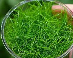 Image result for Eleocharis minima