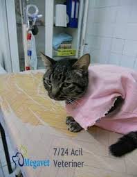 Maltepe Veteriner Acil 7 24 Acik 0216 305 3508