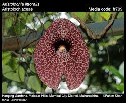 Image result for Aristolochia littoralis